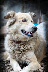 Fototapeta premium A cute fluffy white dog looking directly at the camera with expressive eyes in a natural outdoor setting. Soft background blur and natural lighting create a warm and emotional pet portrait suitable 