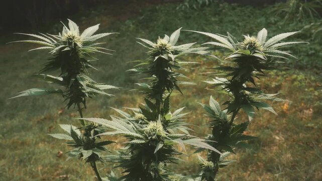 The tops of a cannabis marijuana plant during flowering. The white pistils and stigma indicating that this is early in the flowering process and likely just weeks away from harvest.