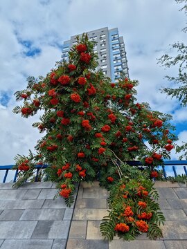 Rowan tree with city view in autumn urban landscape