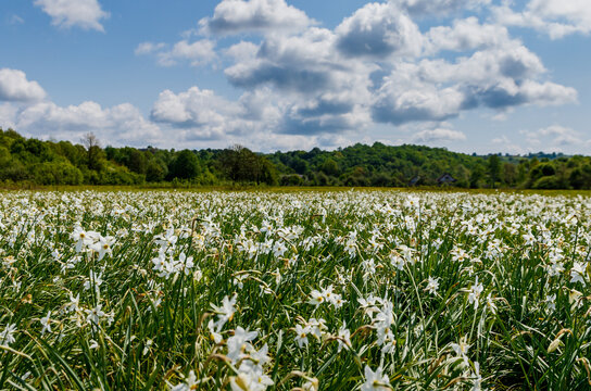 Valley of daffodils in bloom during spring in Ukraine