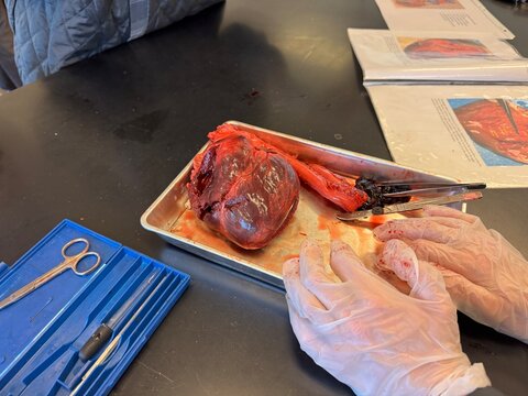 Detailed internal examination and dissection of a pig heart specimen in a science laboratory