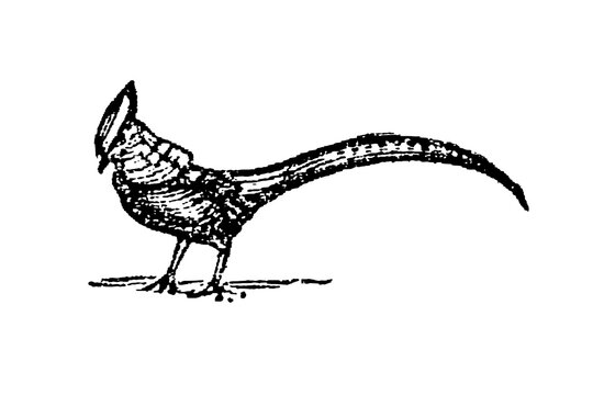 Pheasant with long tail and distinctive posture, detailed feather patterns, black and white sketch, old vintage illustration, 1897.