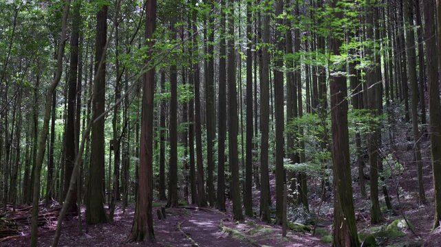 A forest filled with sunlight filtering through the trees