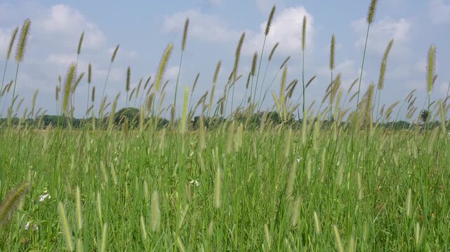 Tall Green Grass with Seed Heads in Field