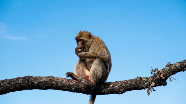 barbary macaque monkey on a branch video