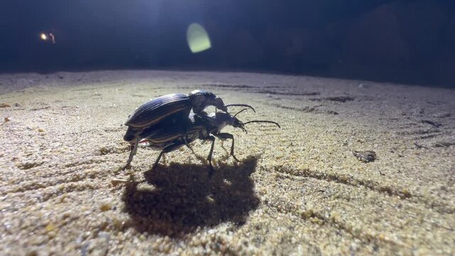 Mating Predatory ground beetles (Anthia fornasanii) at night. Majete Wildlife Reserve. Malawi.