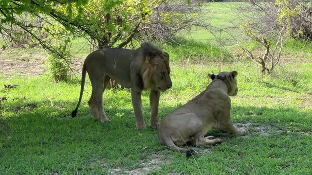 Lions (Panthera leo) mating in South Luangwa National Park in Zambia.