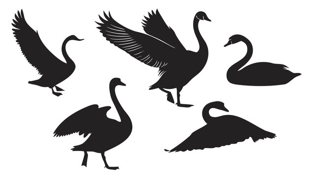 Vector illustration set of black silhouettes of swans in different poses