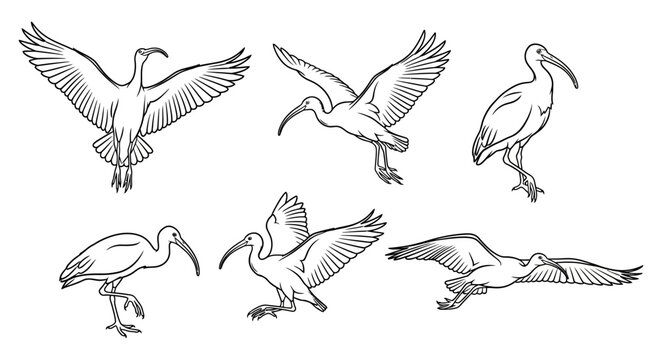 Ibis Bird Set Illustrations in Various Poses, Hand-Drawn Style