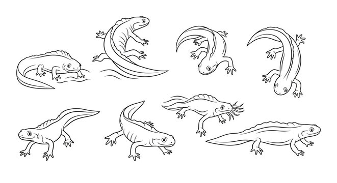 Set of hand-drawn newts and salamanders in various dynamic poses