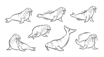 Fototapeta premium Set of Hand-Drawn Walruses in Various Poses
