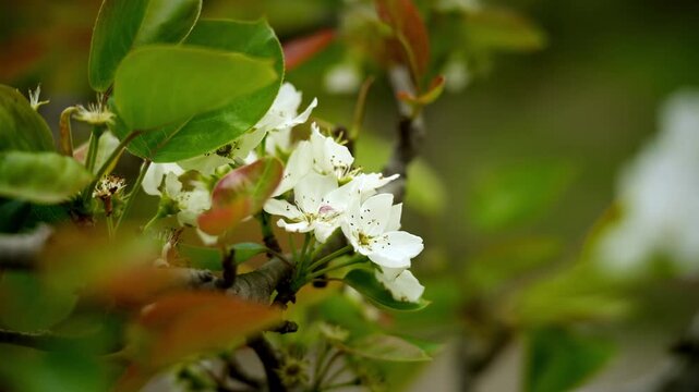 Pear Blossoms (Pyrus) on a spring day