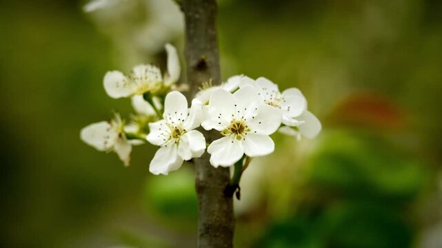Pear Blossoms (Pyrus) Close Up 6