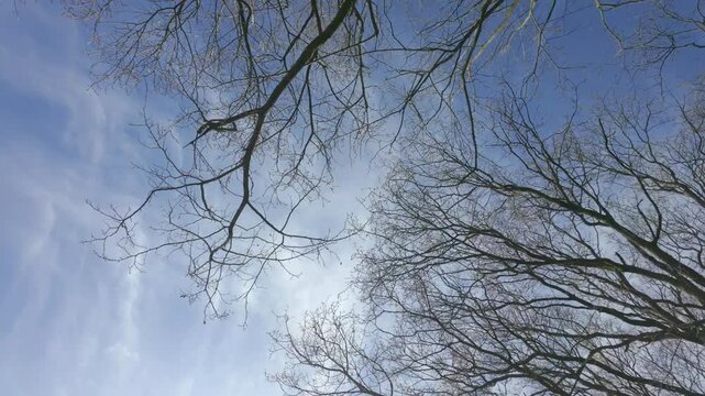 Bare Winter Trees Against Blue Sky - Upward Cinematic View of Leafless Branches