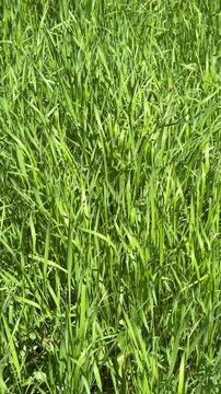 Three keyframes show detailed green grass close-ups under natural light