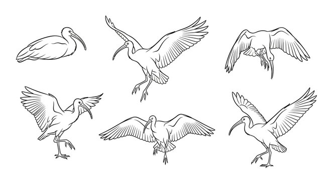 Ibis bird sketches in various flying and resting poses