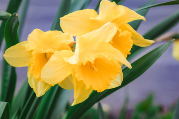 Fototapeta premium Narcissus flower in spring. Spring narcissus blossoms. Narcissus flowers in a garden. Close-up of a blooming narcissus. Blossoms spring background. Yellow nature background.