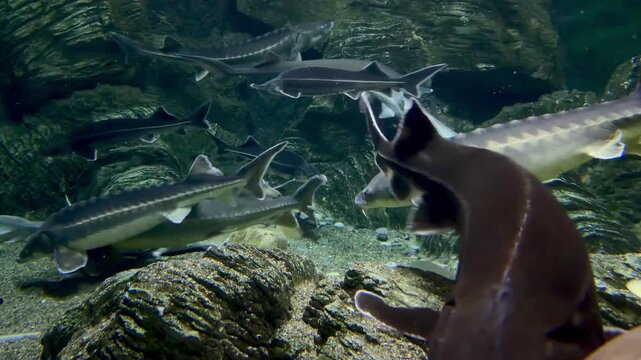Sturgeon navigate rocky underwater environment