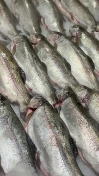 Rows of fresh rainbow trout on ice, heads up, ready for market