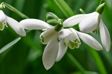 Obraz premium Spring, growth and snowdrop flowers in nature with white petals, greenery and sustainable environment. Blooming, galanthus nivalis and floral plants outdoor with ornamental bulb, botany and closeup.