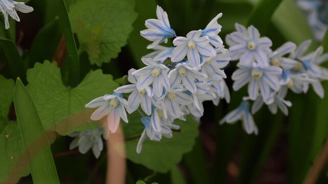 Flower Pushkinia. Beautiful white with blue line flower Pushkinia close-up. Primrose. Early flowers of primroses Pushkinia. Petals and stamens of blooming flowers