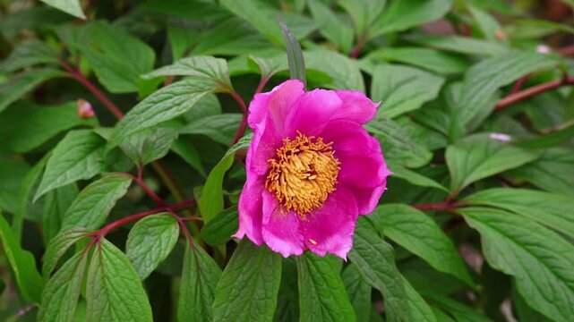 Pink peony bud on green background. A beautiful flower waving in the wind. Peony flower bed in garden on yard. Nature floral background. Floral vertical video of flowers.