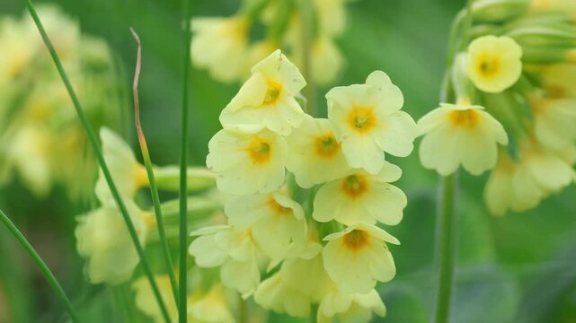 Cowslip primrose. Young and yellow inflorescences of cowslip primula veris. Close up.