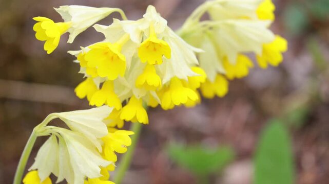 Cowslip primrose. Young and yellow inflorescences of cowslip primula veris. Close up.