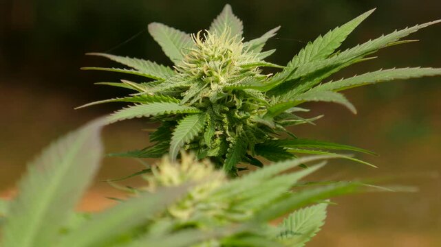 The top of a cannabis marijuana plant during flowering. The white pistils and stigma indicating that this is early in the flowering process and likely just weeks away from harvest.