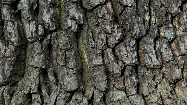 Close up of old oak bark with cracked texture. Detailed natural pattern, rough surface, organic background and wood material concept