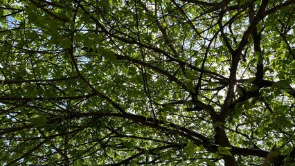 Fototapeta premium green leaves background