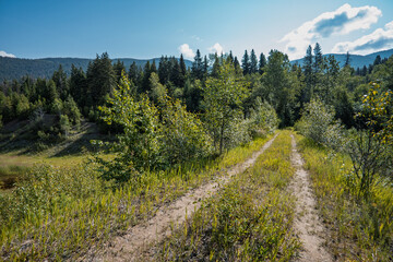 Fototapeta premium Off Road Trail Through Montana Forest