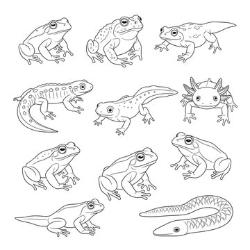 Frogs and toads in various poses.