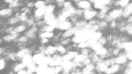 Fototapeta premium shadow of a tree sways on a transparent background