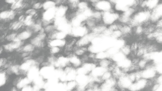 shadow of a tree sways on a transparent background