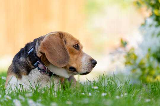 Cute Tricolor Beagle Relaxing in Fresh Spring Grass