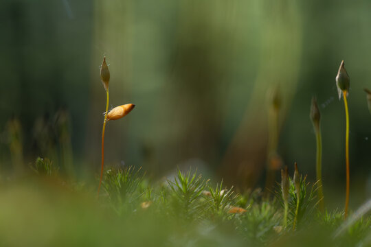 Plonnik moss in warm sunlight on forest floor &ndash; soft natural background
