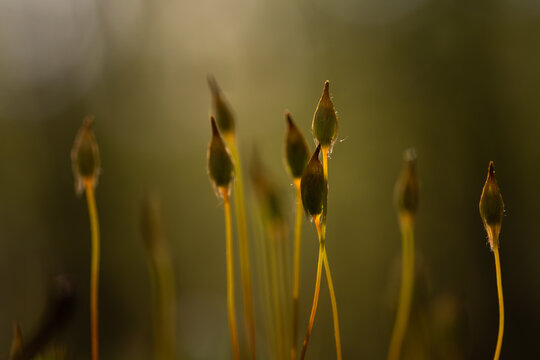 Plonnik moss in warm sunlight on forest floor &ndash; soft natural background