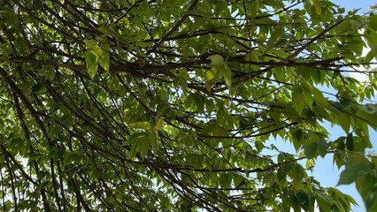 Fototapeta premium green leaves in the forest