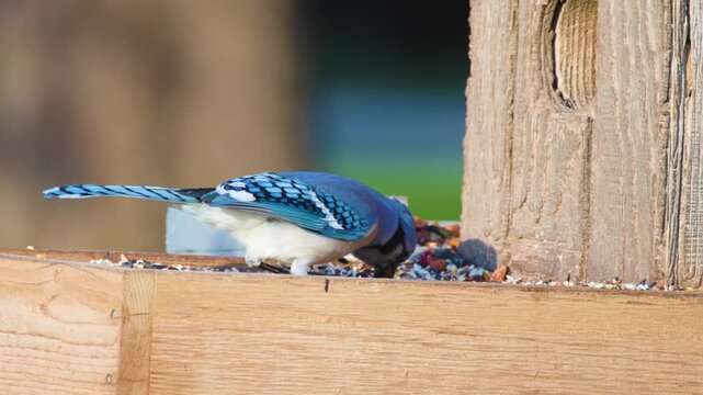 Blue Jay (Cyanocitta cristata) Slow Mo Close Up At Birdfeeder