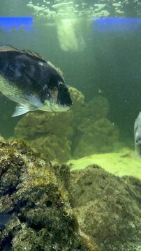 Golden spar fish also known as gilthead seabream or dorada swimming in aquarium close up. Marine fish footage suitable for seafood industry, ocean life and aquatic wildlife content.