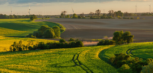 Naklejka premium The intensely green spring fields of the Brandenburg region, Germany-Panorama