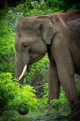 Fototapeta premium Elephant calves (Elephas maximus maximus) 