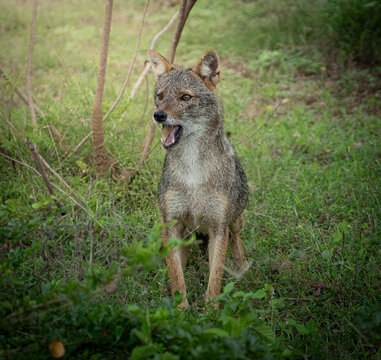 Golden jackal (Canis aureus) walking in Sri Lanka forest