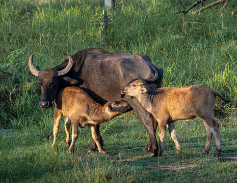 Water buffalo (Bubalus bubalis)
