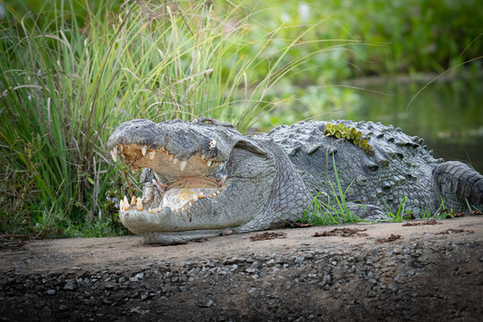 Mugger crocodile (Crocodylus palustris) with open mouth wide shot