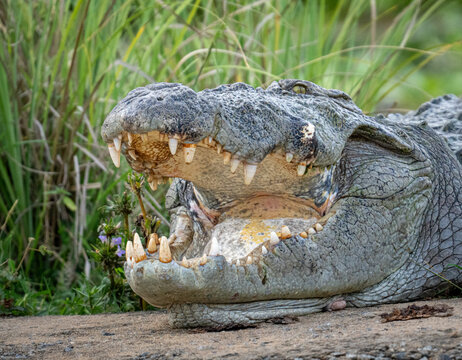 Mugger crocodile (Crocodylus palustris) with open mouth