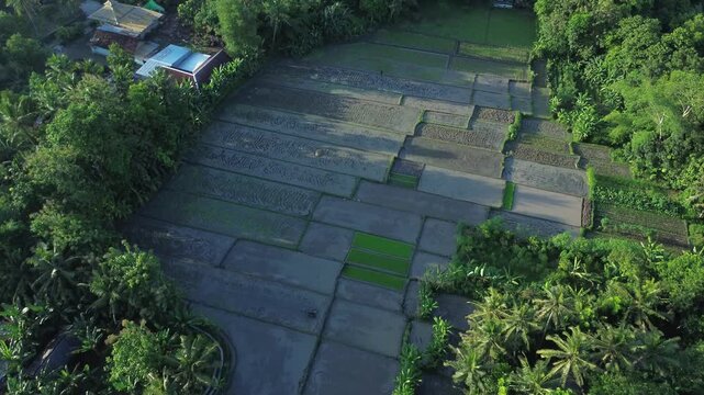 Aerial View of Rice Planting Activity in Bantul, Yogyakarta, Farmer Working in Lush Paddy Fields