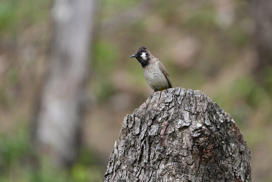 Himalayan Bulbul Perched on Tree Stump in Natural Forest Habitat