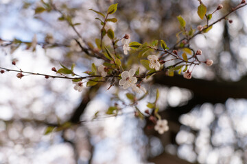 Fototapeta premium A soft-focus close-up of delicate pink cherry blossoms on a branch, captured in warm natural light.